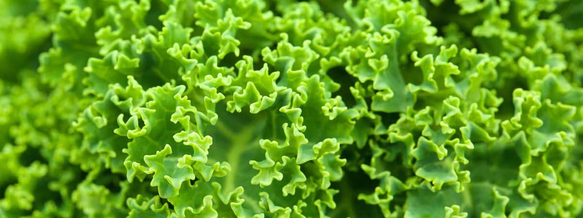 Kale, Detox from sugar in 10 easy steps.