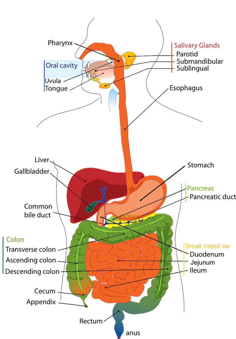 Heal digestive problems