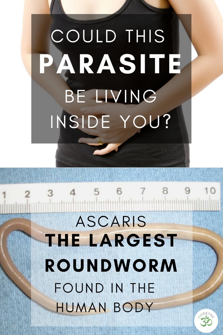 Ascaris intestinal worms affect 1.2 billion people world wide. They are the largest intestinal roundworm to affect the human body