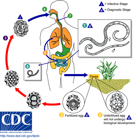 The ascaris(roundworm) parasite lifecycle