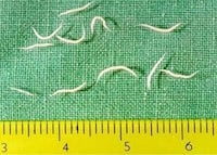 OMDetox Parasite Treatment - Pinworms